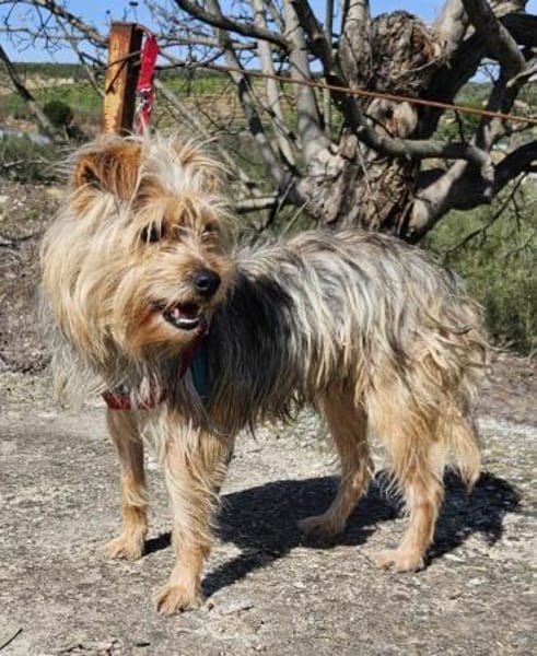 Archi wäre so gerne ein Familienmitglied