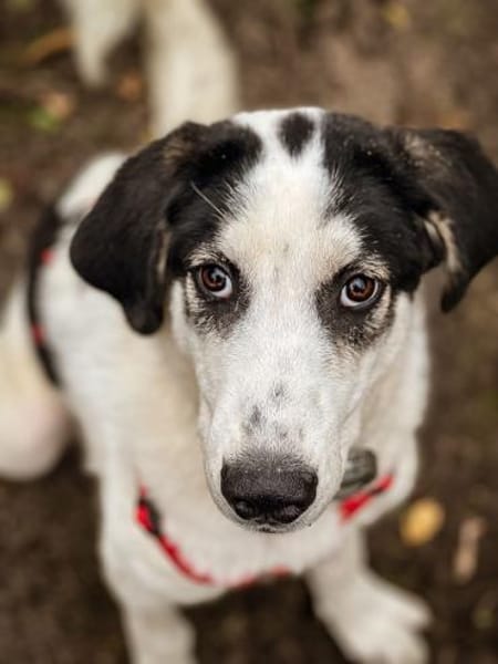 Junge Hündin Ellie sucht ein Zuhause