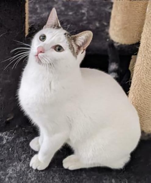 BLANQUI - Herzensgutes Katzenmädchen!