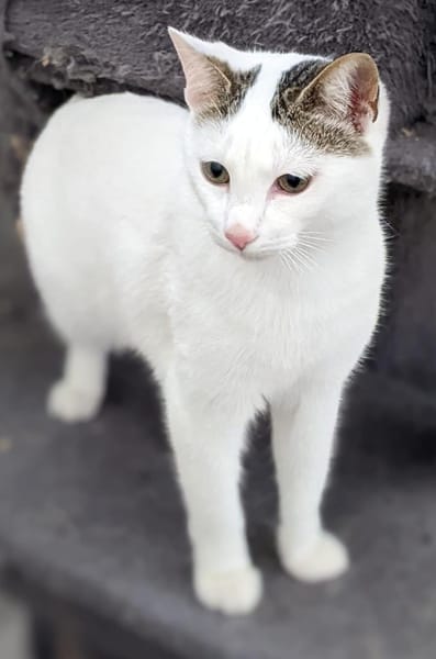 BLANQUI - Herzensgutes Katzenmädchen!