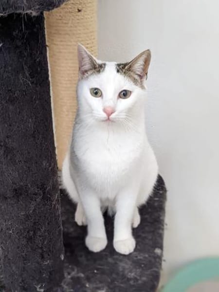 BLANQUI - Herzensgutes Katzenmädchen!