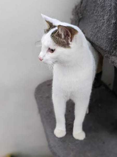 BLANQUI - Herzensgutes Katzenmädchen!