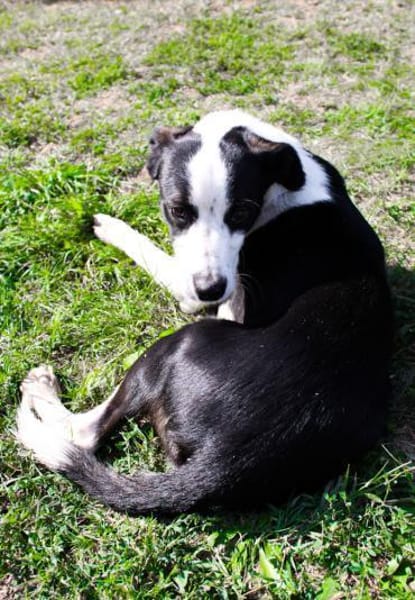 aktiver Junghund sucht aktive Menschen