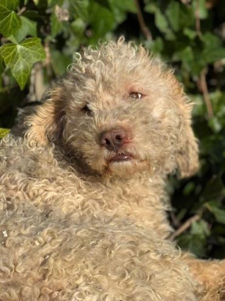 Hugo der Liebenswerte