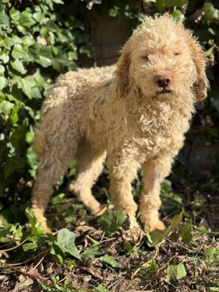 Hugo der Liebenswerte