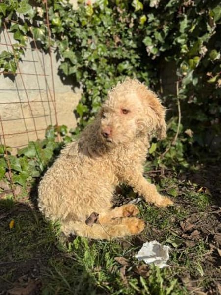 Hugo der Liebenswerte