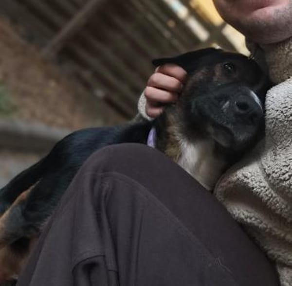 Elian - Freundlicher, toller Herzenshund