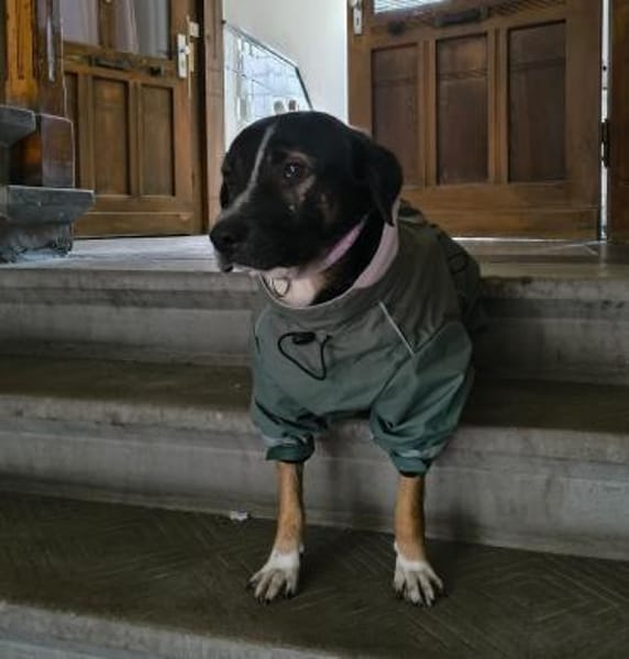 Elian - Freundlicher, toller Herzenshund