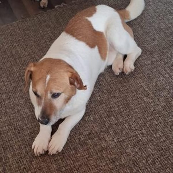 Gustl 🍀 schenkst du mir ein Körbchen?