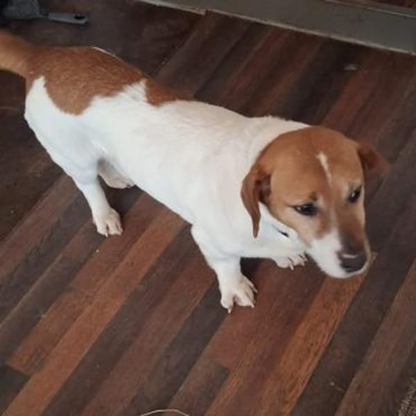 Gustl 🍀 schenkst du mir ein Körbchen?