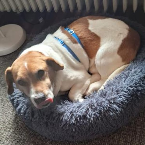 Gustl 🍀 schenkst du mir ein Körbchen?