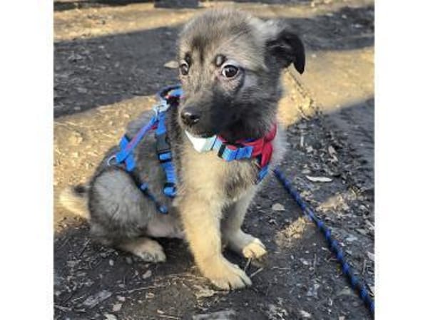 Maiki - wartet in 32657 Lemgo