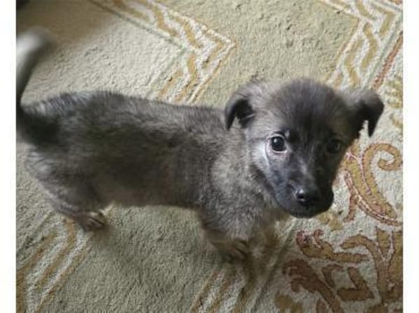 Maiki - wartet in 32657 Lemgo