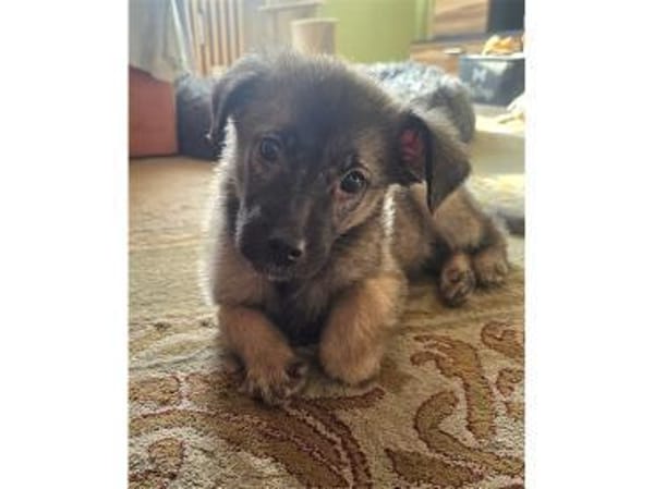 Maiki - wartet in 32657 Lemgo