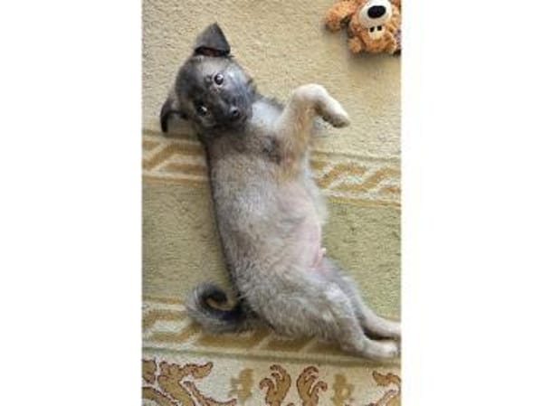 Maiki - wartet in 32657 Lemgo