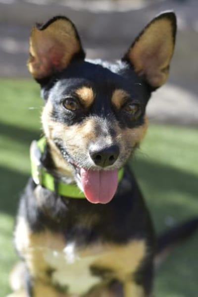 CUCHI 💝 wunderbares Hündchen