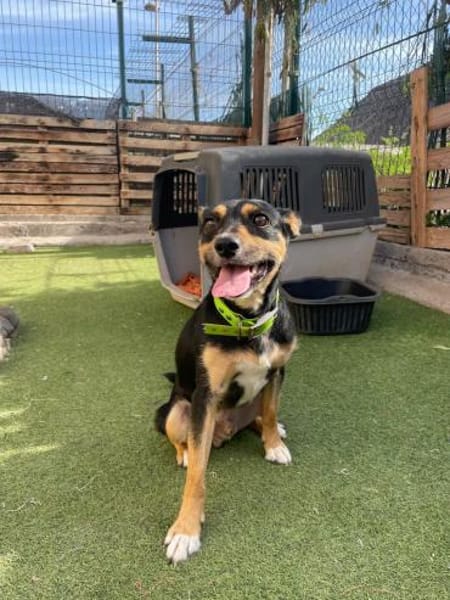 CUCHI 💝 wunderbares Hündchen