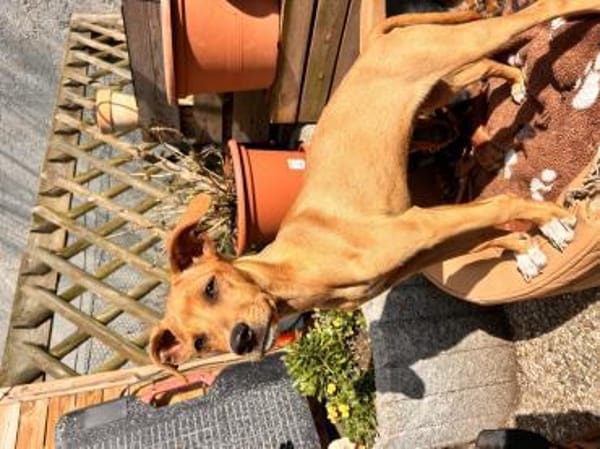 MAJA ❤ Welpenalarm!