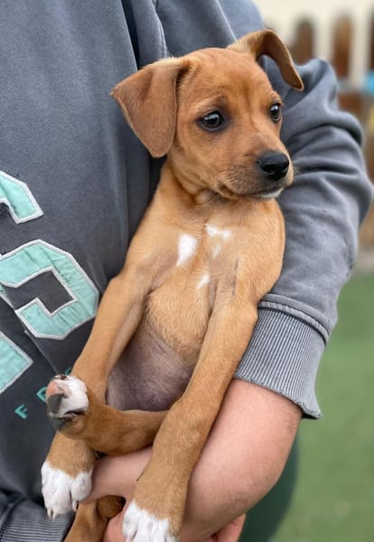 MAJA ❤ Welpenalarm!