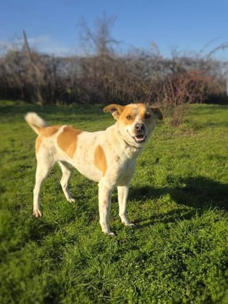 Ginger ein toller Familienhund