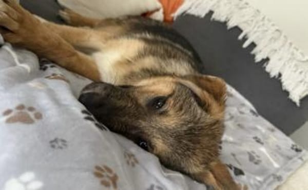 Akashi sucht ihre Menschen