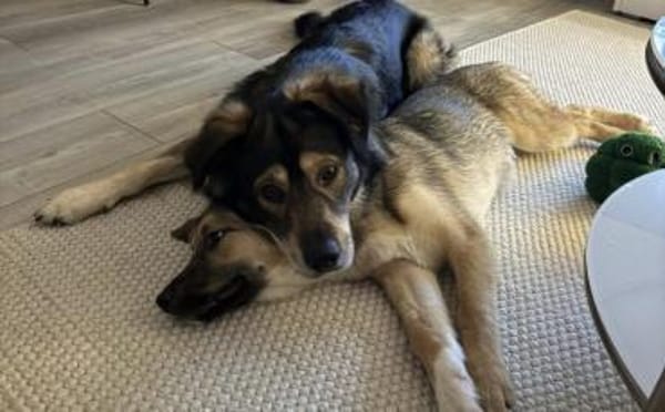 Akashi sucht ihre Menschen