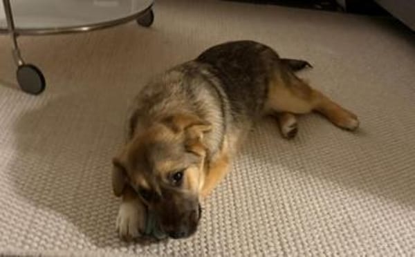 Akashi sucht ihre Menschen