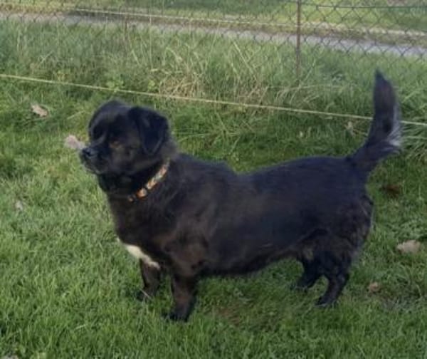 Cherry ❤ Anfängerhündin