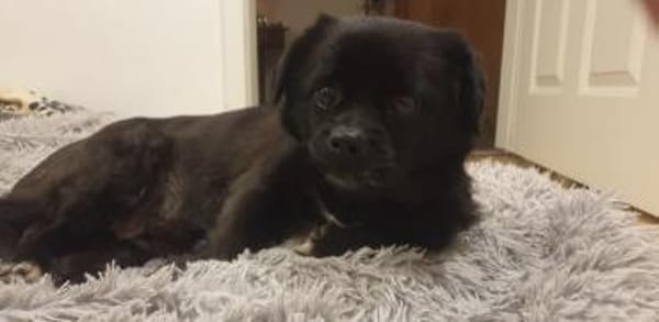 Cherry ❤ Anfängerhündin