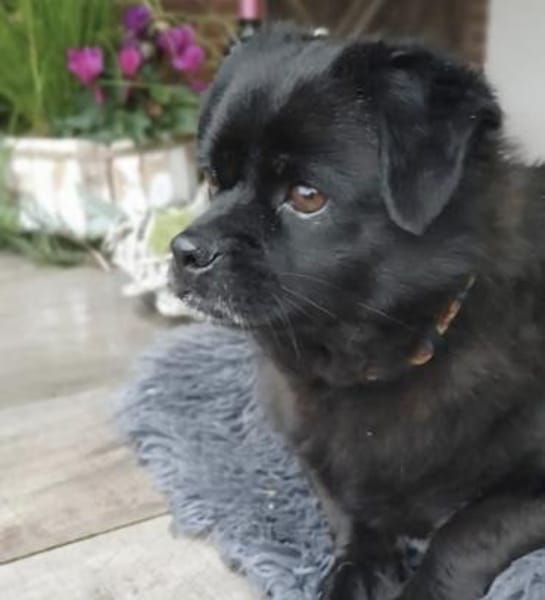 Cherry ❤ Anfängerhündin