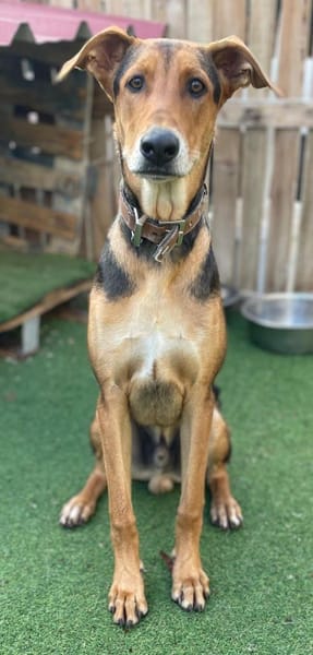 DANTE 🐶👶🏻 Riesenbaby sucht Zuhause!