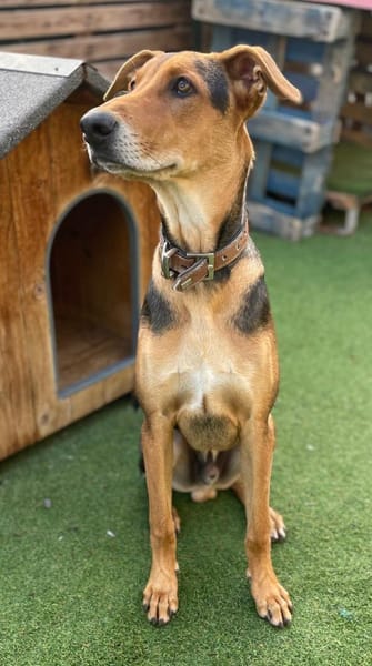 DANTE 🐶👶🏻 Riesenbaby sucht Zuhause!