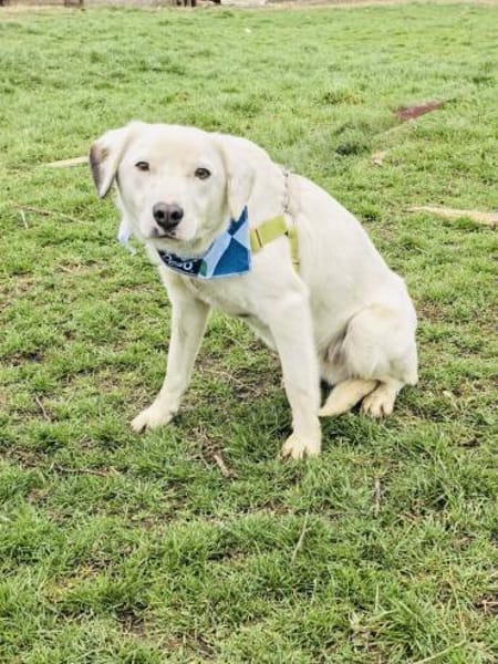 Danny ein super lieber Labby Mix