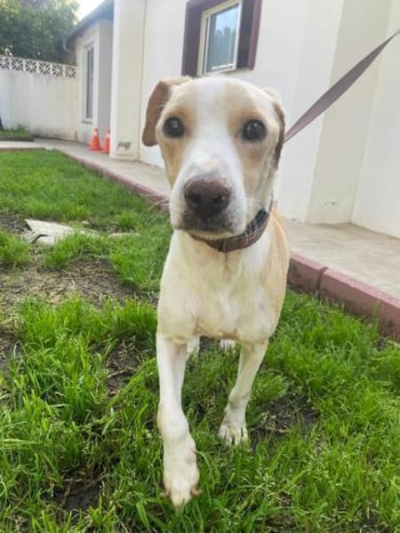 Benito - sucht geduldige Menschen