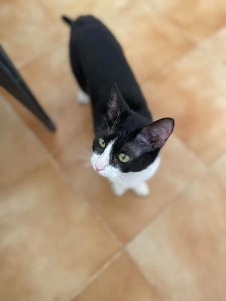 Onnea - hübsche Samtpfote sucht Zuhause