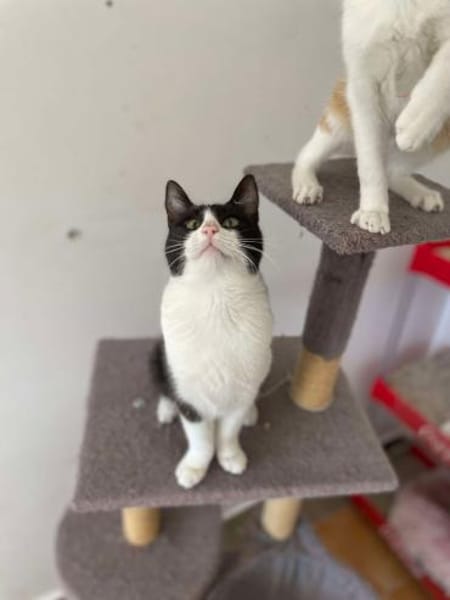 Onnea - hübsche Samtpfote sucht Zuhause