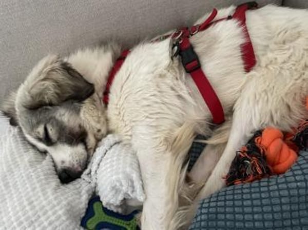 Willow - Zurückhaltender Rüde auf PS