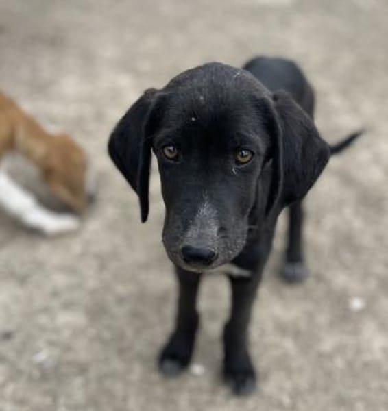 Stevie - Sanfter Junghund auf PS