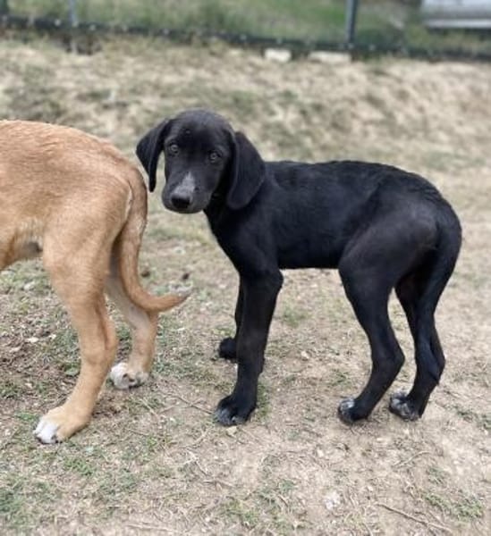 Stevie - Sanfter Junghund auf PS