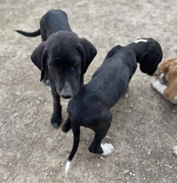 Stevie - Sanfter Junghund auf PS