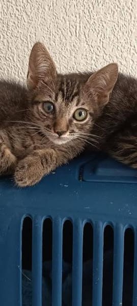 Liebe Katzenbrüder Pum und Pin