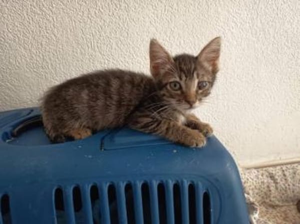 Liebe Katzenbrüder Pum und Pin