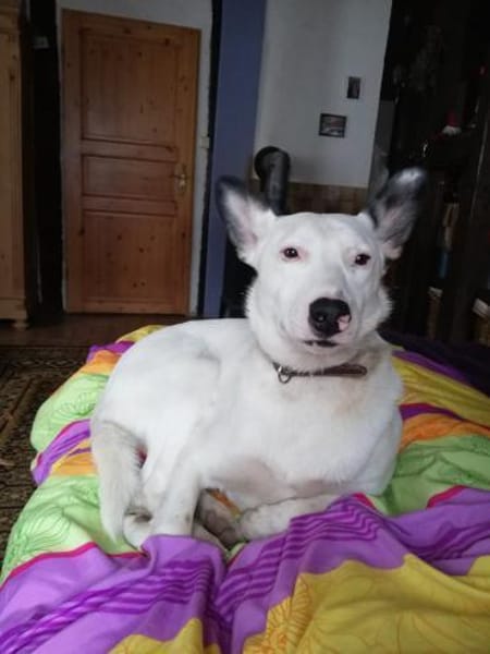 USHAN - weisse Hundepersönlichkeit