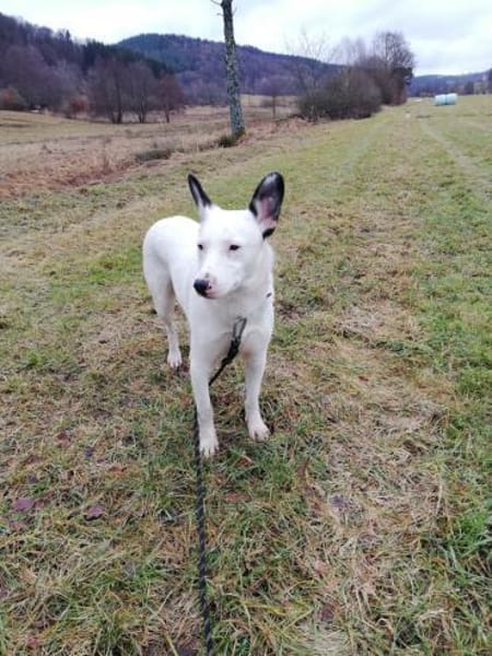 USHAN - weisse Hundepersönlichkeit