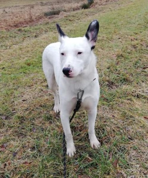 USHAN - weisse Hundepersönlichkeit