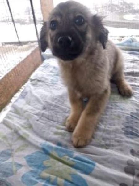 Martha 30 cm (Mrz 26) Pflegestelle