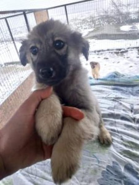 Martha 30 cm (Mrz 26) Pflegestelle