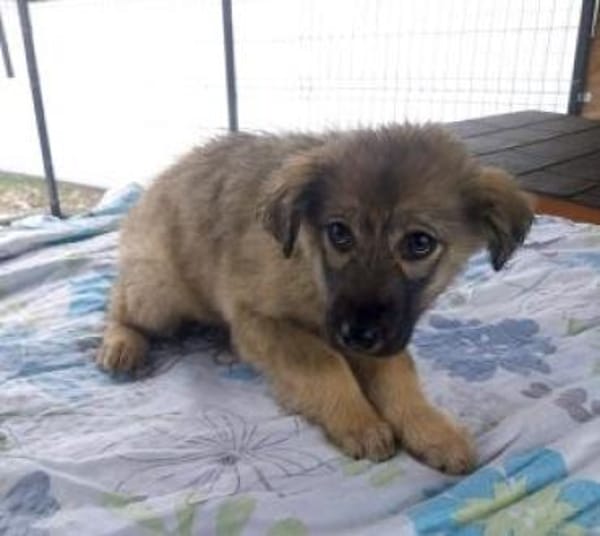 Martha 30 cm (Mrz 26) Pflegestelle