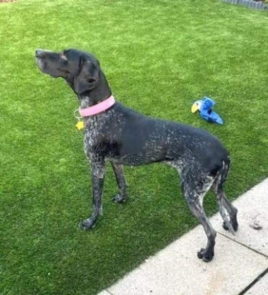 Evangelia -zur Pflege in 65205 Wiesbaden