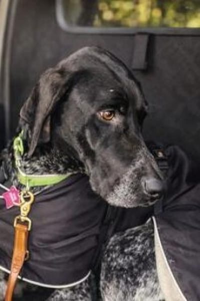 Evangelia -zur Pflege in 65205 Wiesbaden